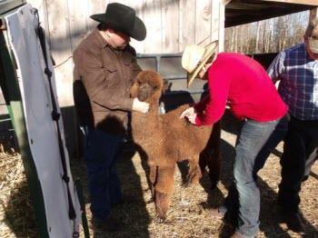 Another Alpaca at Maple Grove Farm