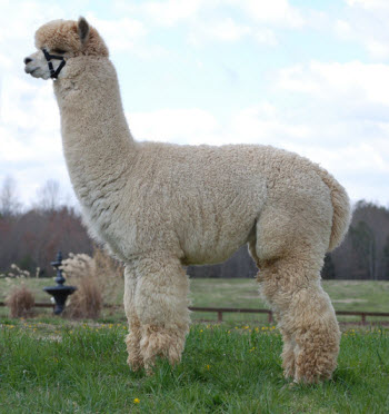 Alpacas of Maple Grove Farm