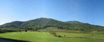 Summer View of Dickie Brothers Orchard