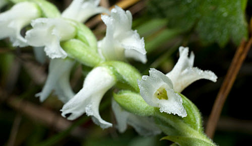 nodding lady tresses