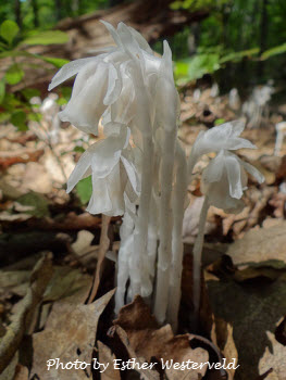 Shenandoah National Park Beauty