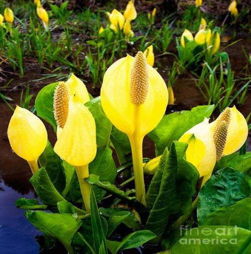 skunk cabbage