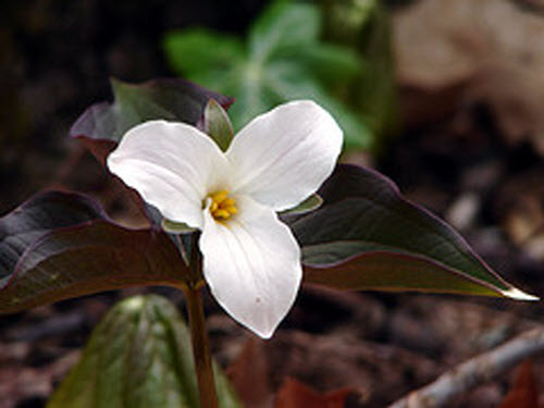 trillium