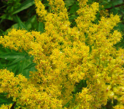 goldenrod