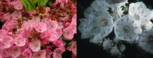 mountain laurel