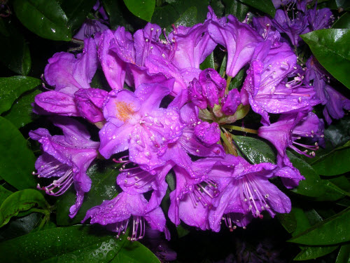 rhododendron