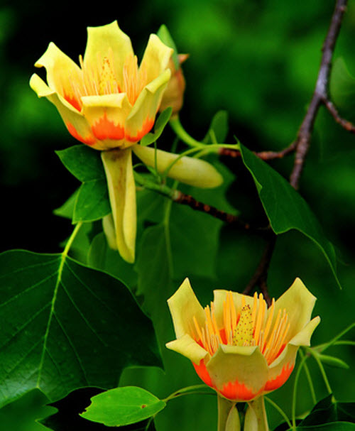 tulip poplar