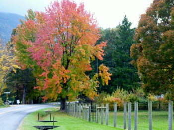 Fall Foliage Driving Tour