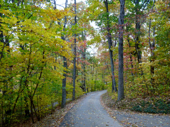 Fall Foliage at Cabin Creekwood