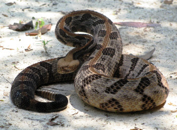 Timber Rattler