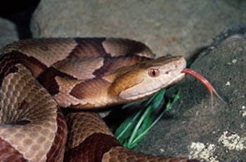 Copperhead