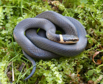 Ring Necked Snake