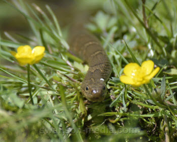 Northern Water Snake