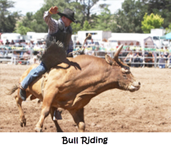 Bull Riding