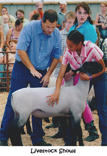 Livestock Shows