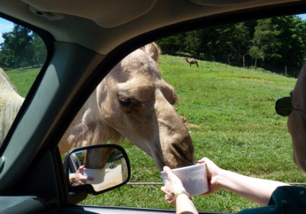 virginia safari park food