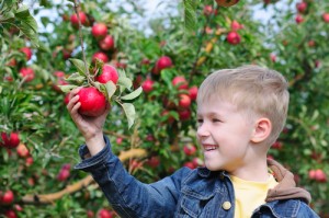 carter mountain orchard